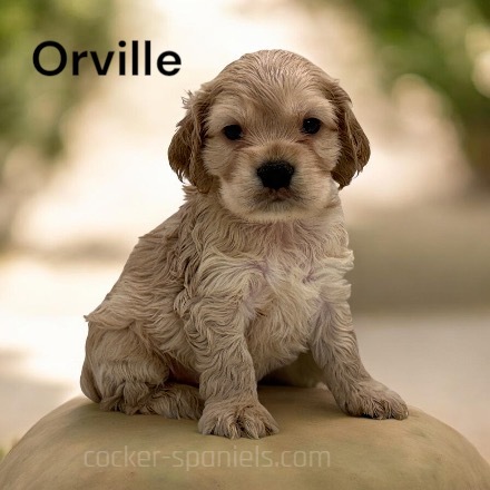 puppy, for, sale, Cocker Spaniel, Joe & Cherri  Overlease, dog, breeder, Miller, MO, dog-breeder, puppy-for-sale, forsale, nearby, find, puppyfind, locator, puppylocator, aca